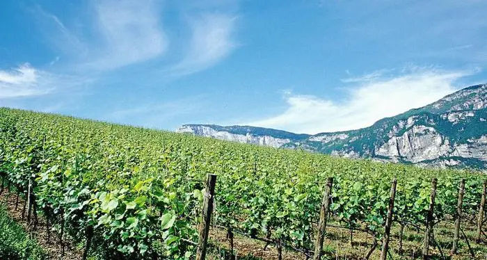 Costi agricoli su del 30%, allarme Coldiretti in Trentino: “Serve un intervento urgente dell’Ue”