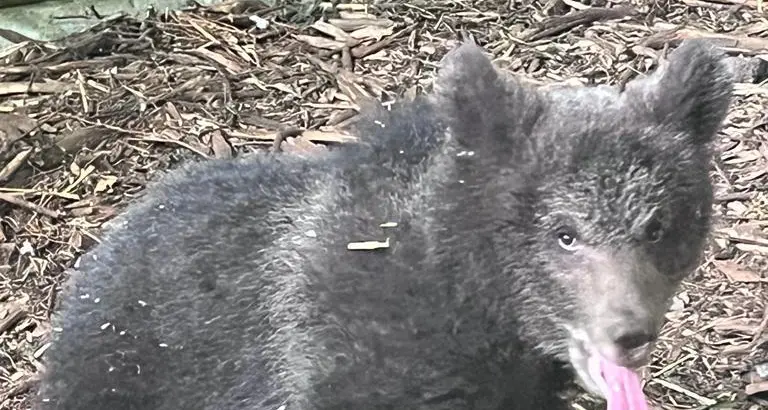 Gli animalisti denunciano la Provincia per la mancata liberazione dell’orsetto M89