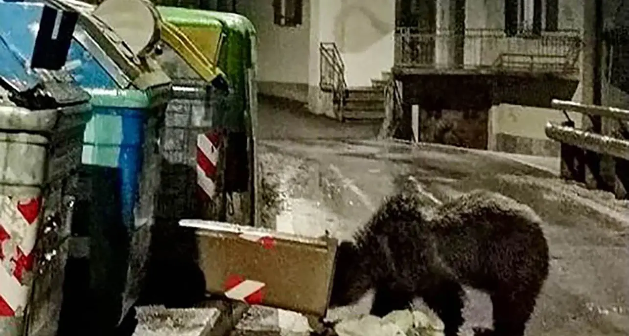 L’orso di Andalo «Tornerà a cercare cibo nei cassonetti, la Provincia in 12 anni non è riuscita a mettere quelli protetti» dice la Lav