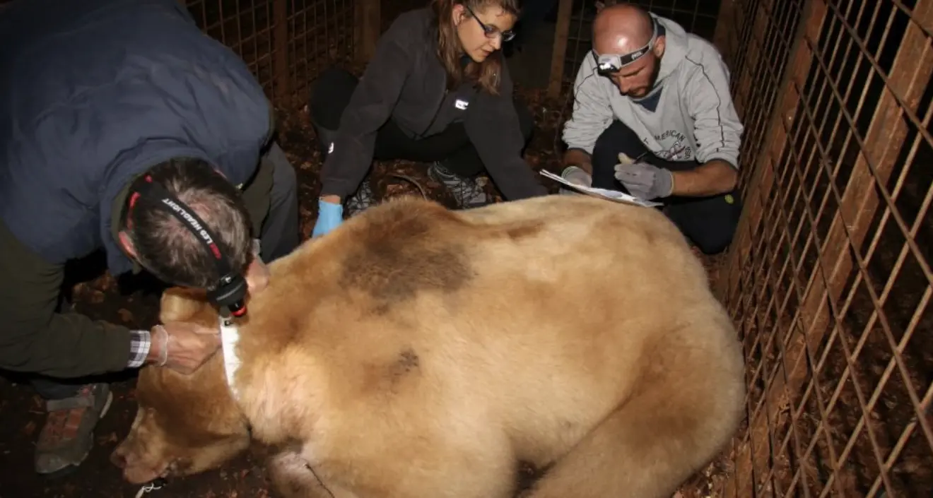 Friuli: nuovo attacco dell'orso Francesco che arriva dal Trentino, allevatori locali esasperati