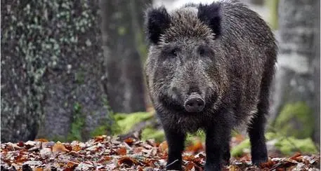 Azzannato da un cinghiale nel Mantovano: amputato un braccio e la parte di una gamba