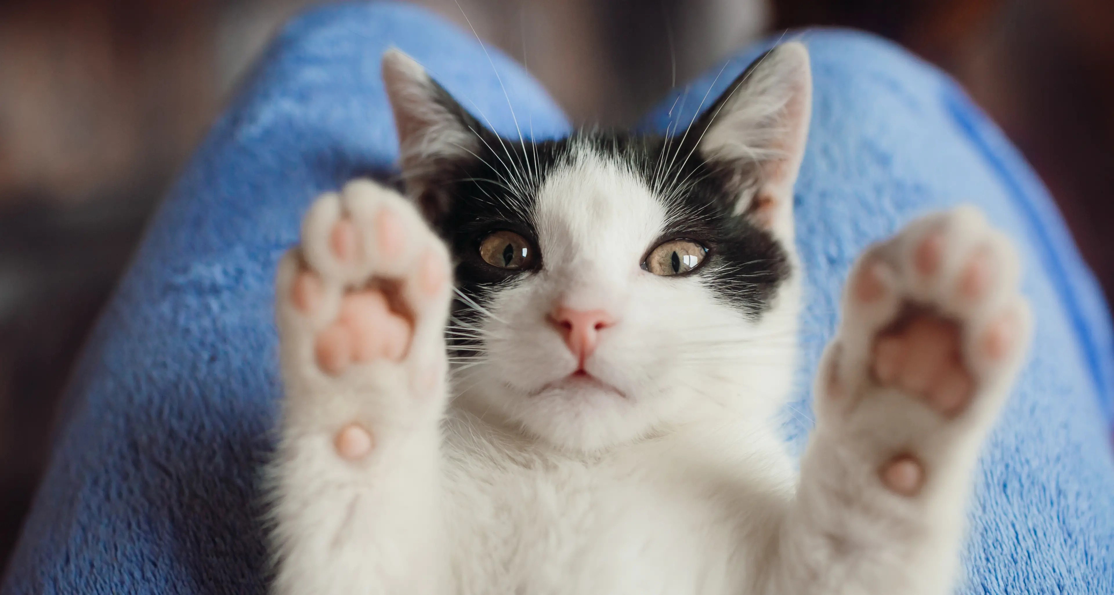 Cani e gatti, arriva un’email di riferimento per segnalare tutti gli scomparsi