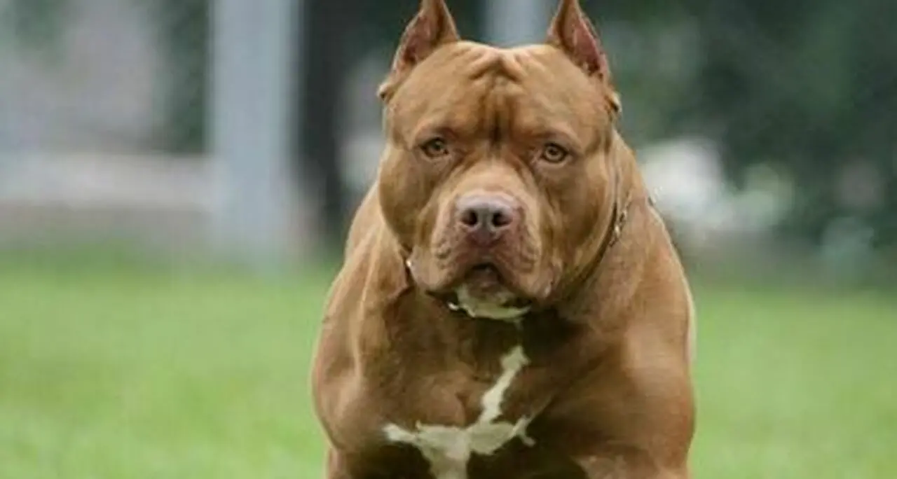 Il solito pitbull aggressivo semina il panico a Trento: i consigli di Zampa Trentina che chiede l’intervento del sindaco