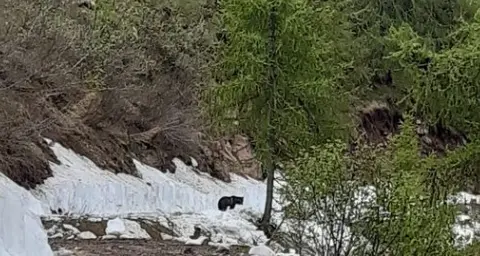 L’orso esce dal bosco e si mangia il picnic di una coppia di giovani