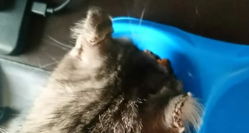 Ritrovata la gatta smarrita, ma è stata torturata in modo barbaro
