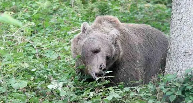 M90, animalisti contro Fugatti: “La politica ammazza orsi colpisce ancora”