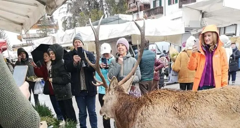 Allontanato da Cortina il cervo che si intrufolava al mercato: Isaia era diventato un'attrazione