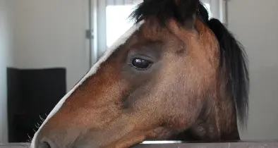 Colpito in faccia da una zoccolata del cavallo, grave al Little Ranch di Faida