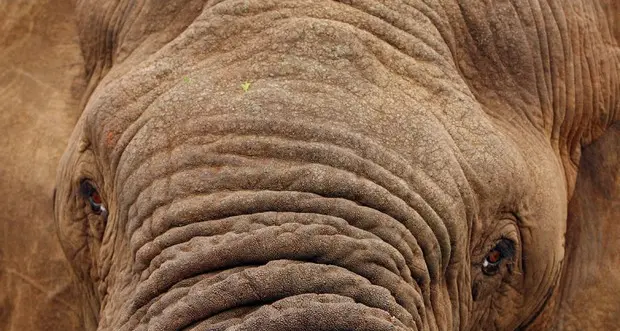 Sudafrica: un bracconiere calpestato a morte dagli elefanti