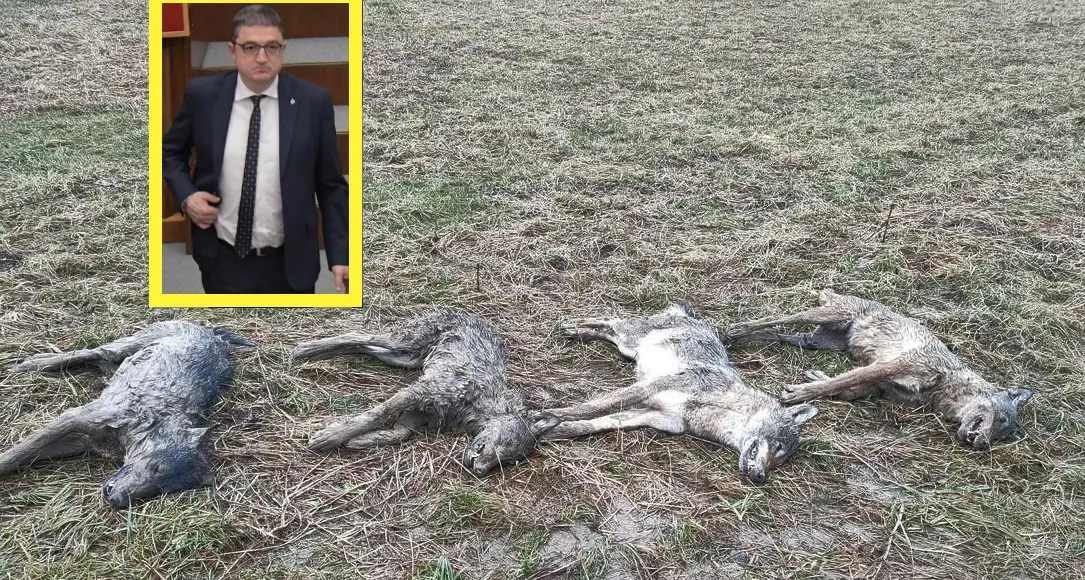 Abbattimento dei lupi, Fugatti esulta: «il protocollo Ispra è passo avanti, con la possibilità di intervenire»