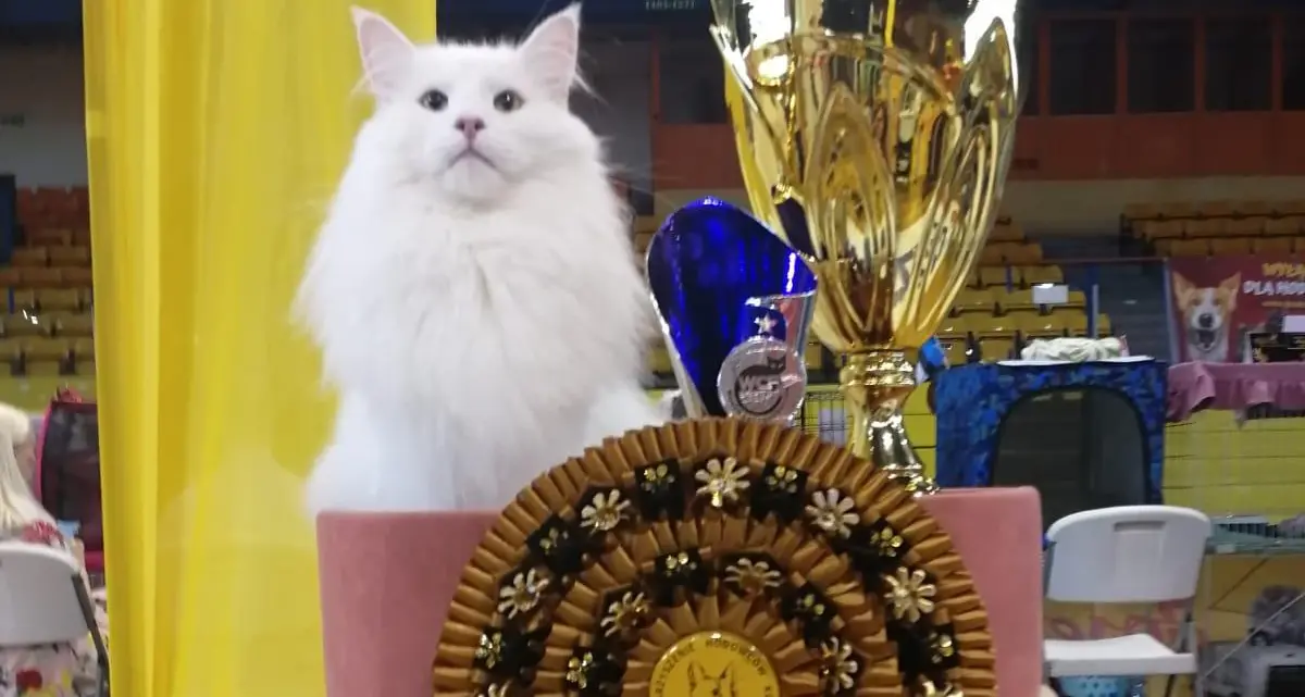 Poldo, il gatto della Valsugana re del Gold Olimpia Master 2023