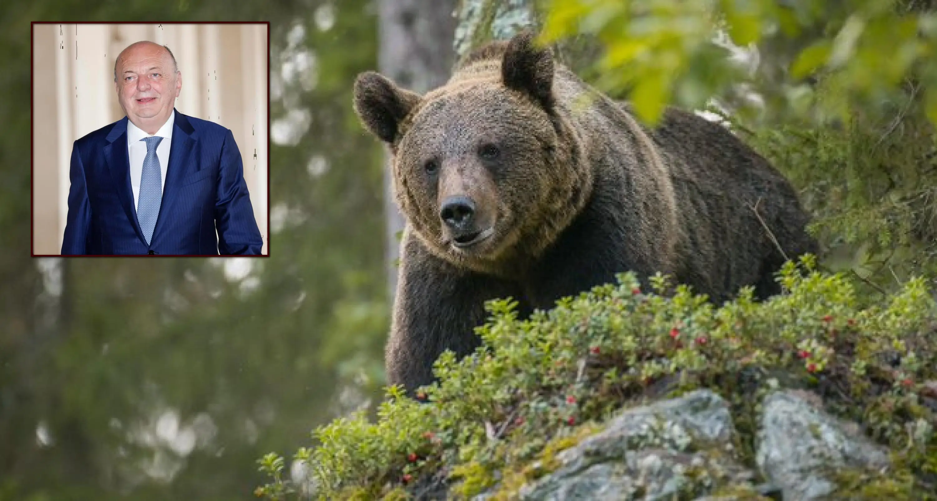 Orsa JJ4, il ministro Pichetto: «Va abbattuta, lo dice l’Ispra. La situazione trentina è diversa da quella abruzzese»