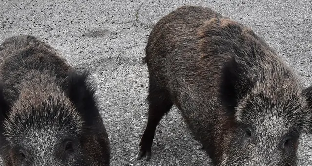 Peste suina: focolaio Lazio diverso da Piemonte e Liguria