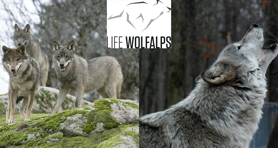 Protezione dei lupi, gran finale del progetto europeo Life WolfAlps a Trento, ospitato dal Muse