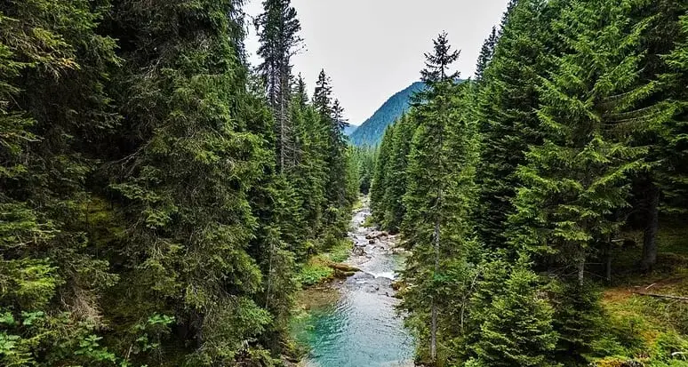 Smentita l'ipotesi per cui gli alberi delle Dolomiti possono prevedere le eclissi
