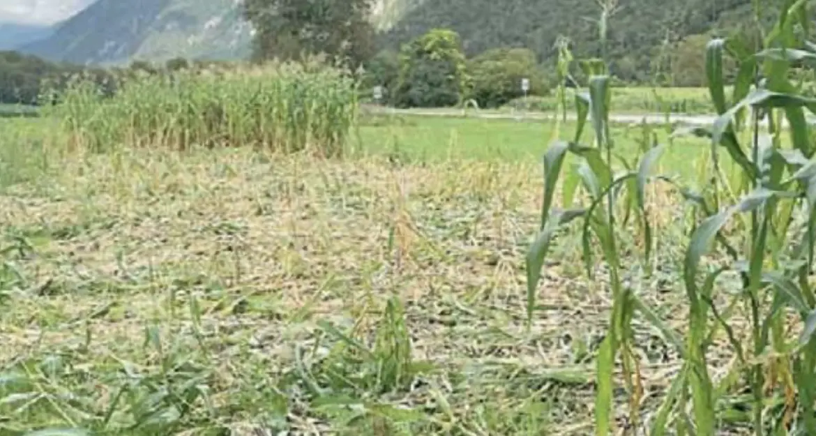 Cinghiali, la moltiplicazione continua: a Mon due femmine con una decina di piccoli fanno disastri