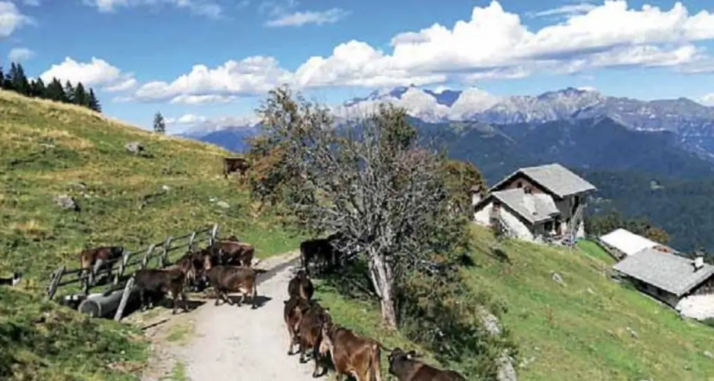 Sala mungitura a malga Cengledino. La struttura, metà turistica, sarà ammodernata