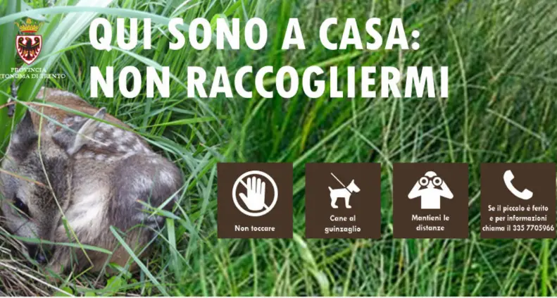 L’appello della Provincia: non toccate i piccoli di capriolo nell’erba