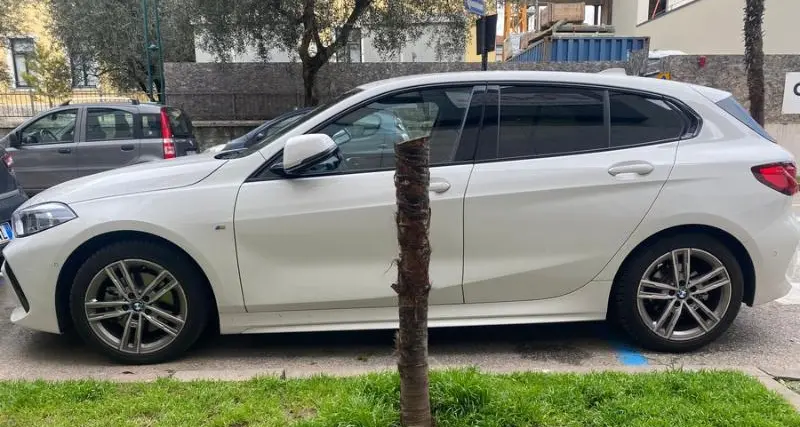 Riva del Garda senza più le palme: una \"rivoluzione\" per colpa del parassita, arrivano agrumi, meli e peri