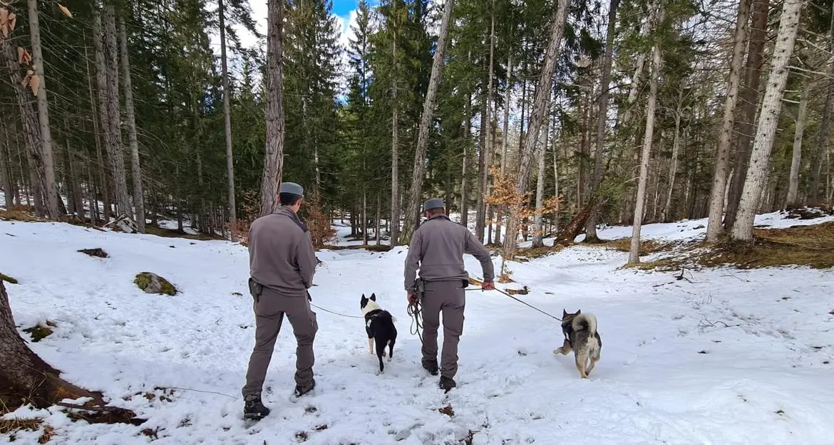 Forestali, unità cinofile in azione per allontanare l’orso dalle aree frequentate dalle persone