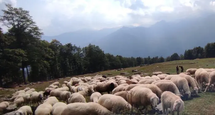 Esplode la rabbia: gregge di mille pecore attaccato dai lupi tra Malga Tenera e Malga Nardis
