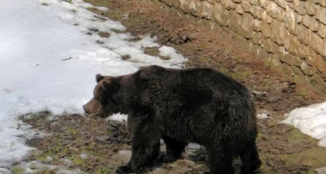 Orso a San Romedio, Lucia Coppola alla giunta Fugatti: fateci sapere come sta