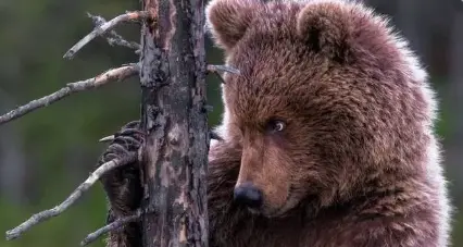 Orsi e lupi, la gestione sia nazionale e in capo al Ministero: ecco il disegno di legge «animalista»