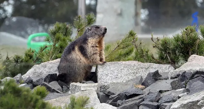 Prende una marmotta e la uccide a badilate: nei guai un contadino altoatesino