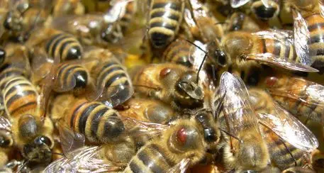 Sciame di api e calabroni lo assale, muore operaio nel Messinese
