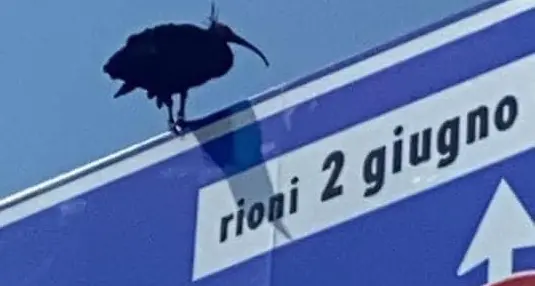 La storia dell’ibis eremita “prigioniero” in una stanza di un ufficio abbandonato di Arco