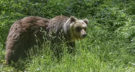 Animalisti presentano un nuovo esposto alla Procura di Trento: “Orsi trovati morti, si faccia chiarezza”