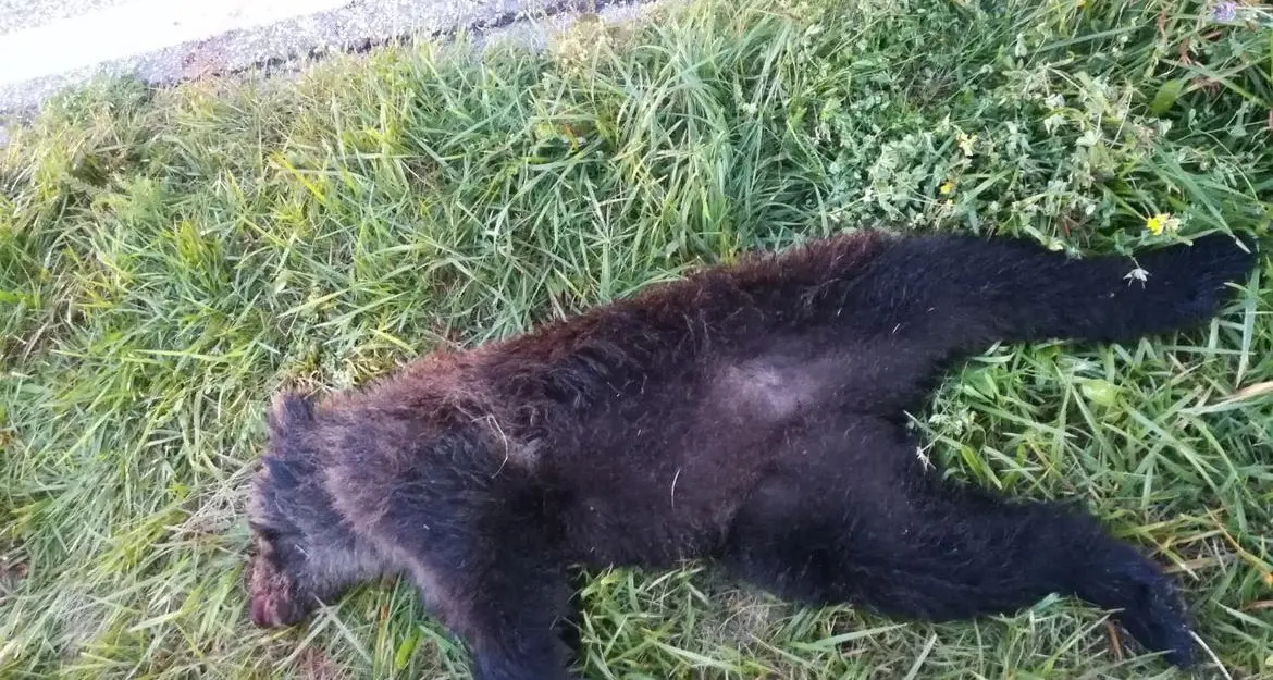 Cucciolo di orso investito e ucciso in Val di Sole: trovato morto sotto Vermiglio, l’investitore è fuggito