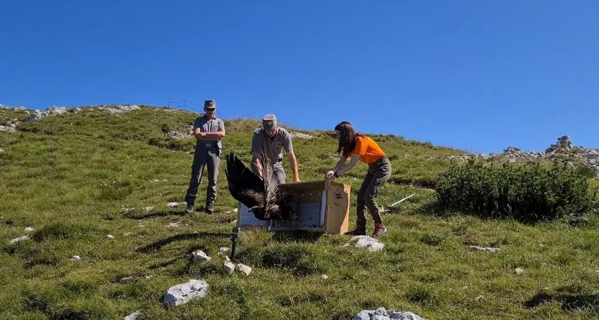 Monte Altissimo, aquila reale rimessa in libertà dopo 3 mesi di cure