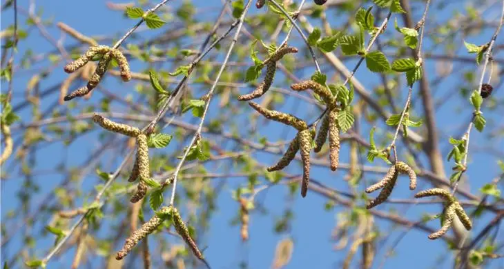 Primavera in fiore, ma chi è allergico soffre per i pollini, ecco il bollettino, la pioggia ha abbassato il rischio