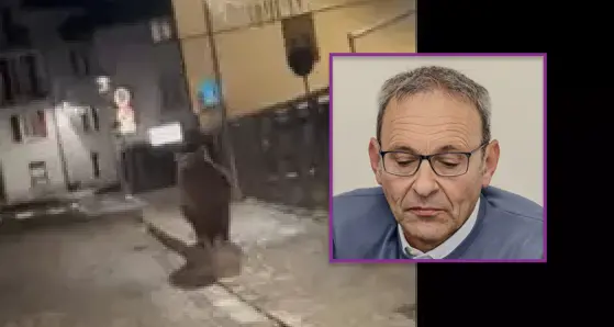 Orso a passeggio nel centro di Malè dopo la festa della scuola, Failoni: “Sarà catturato come previsto dalle regole europee”