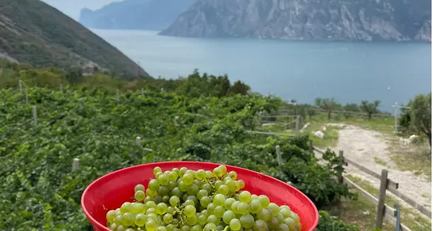 Partita la vendemmia, fra speranze, preoccupazioni e l'incendio di Ischia Podetti