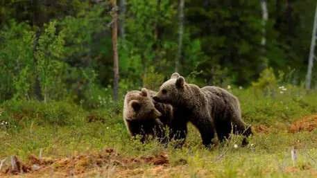 Servizio Foreste e Fauna Provinc