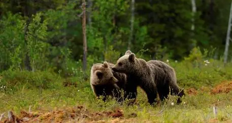 Orsi in Trentino, è bufera con gli animalisti dopo il vertice al ministero: “Cosa significa ‘esemplari in eccesso’?”