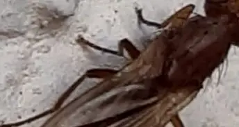 Sciami di insetti dalla discarica di Imer: sono ditteri dell’orzo, ma lì non si coltiva l’orzo