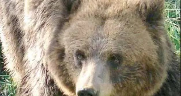 Altri problemi con l’orso: una mucca sbranata a malga Cioca, a Stenico 3 incursioni in pochi giorni