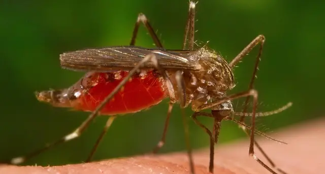 West Nile: in Fvg 20 casi, 29 i trattamenti finora eseguiti