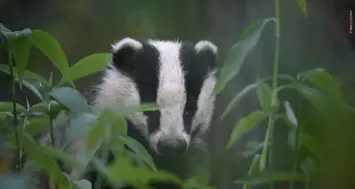 La vita segreta del tasso: abitudini, comportamento e vizi dell’animale notturno più difficile da vedere – VIDEO