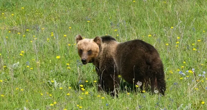Orso investito nella notte sulla strada statale a Spiazzo: portato al centro faunistico