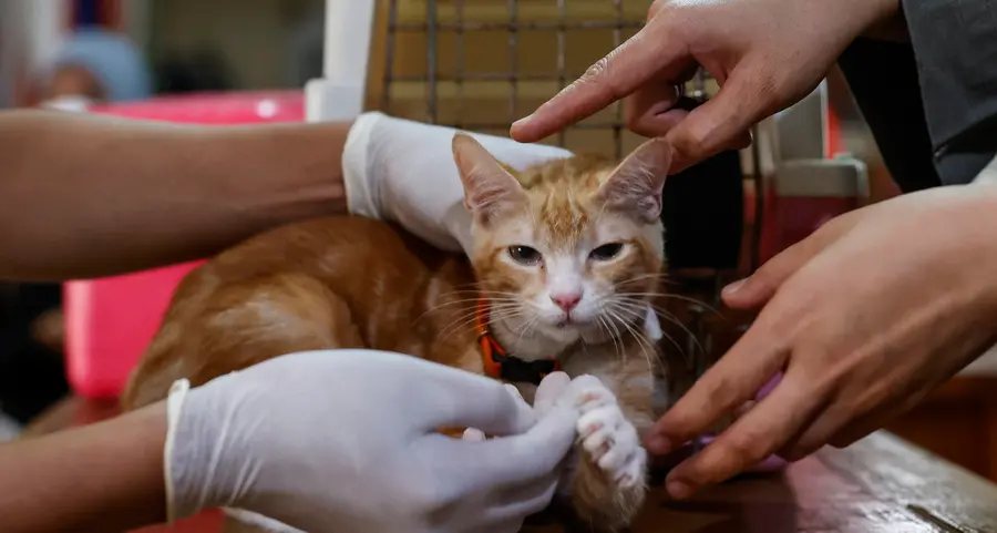 Sconcerto a Meano e Salorno, la denuncia dei veterinari: “Gatti rapiti e torturati, episodi da denunciare”
