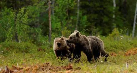 Cacciatori inseguiti dall’orsa, gli animalisti dell’Aidaa annunciano un esposto alla Procura di Trento