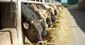 Zootecnia e agricoltura in crisi, Zeni attacca Fugatti: “Bolzano stanzia sostegni per 15 milioni, la giunta appena quattro”
