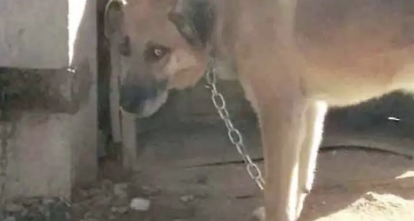 Cani alla catena, stop da luglio: multa fino agli 800 per chi non rispetterà le nuove regole
