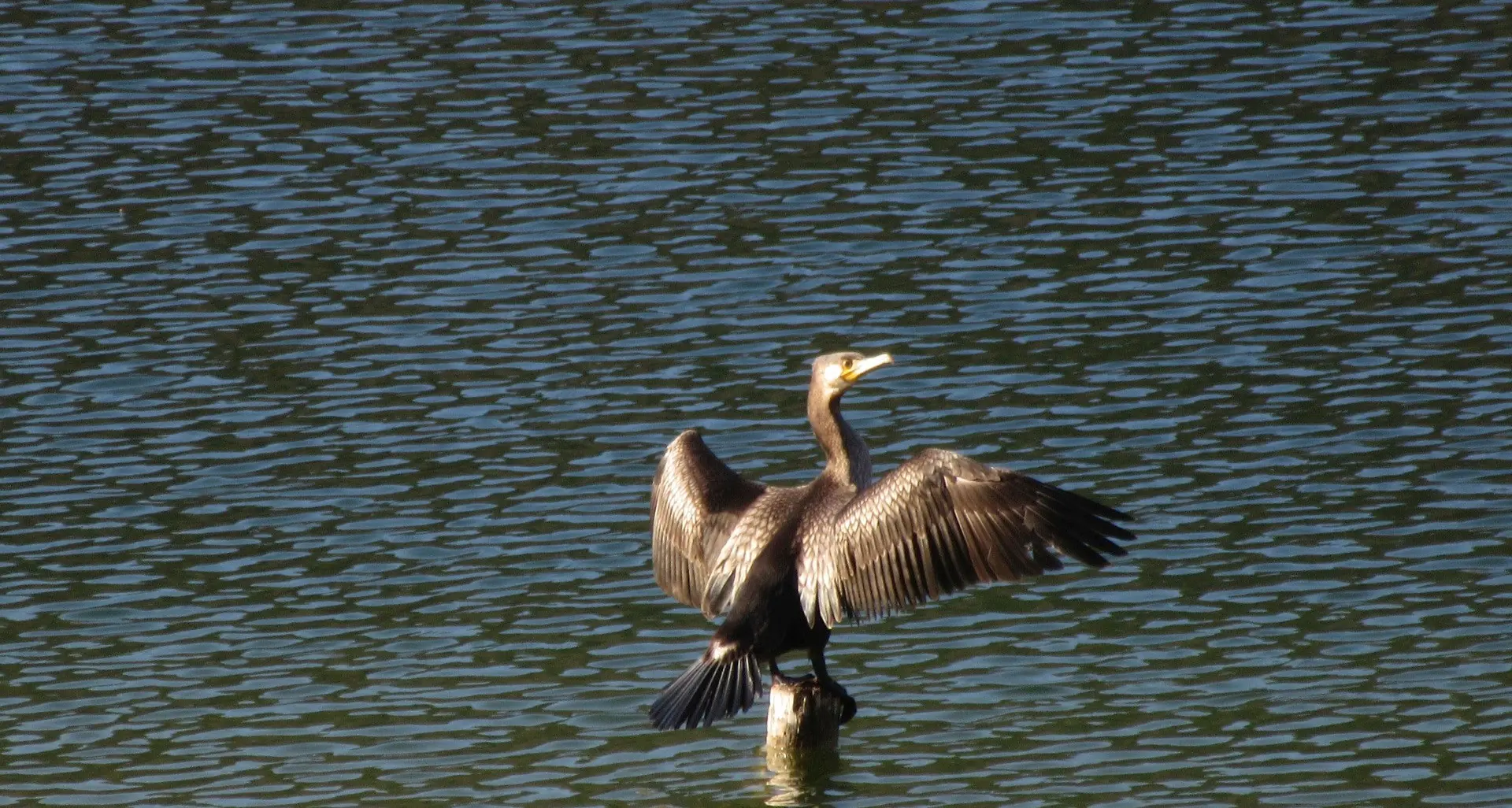 Via libera all’abbattimento di 120 cormorani (su 600): il Tar respinge il ricorso degli animalisti trentini
