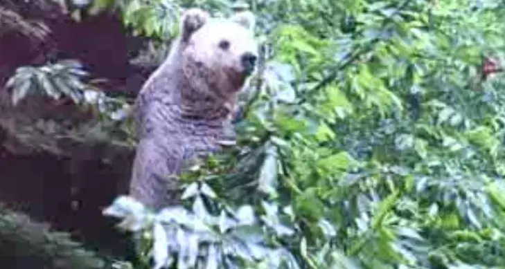 L'orsa di Dro con i suoi cuccioli: Kj1 abita in Val d'Ambiez, da vent'anni si sposta nell'Alto Garda in estate