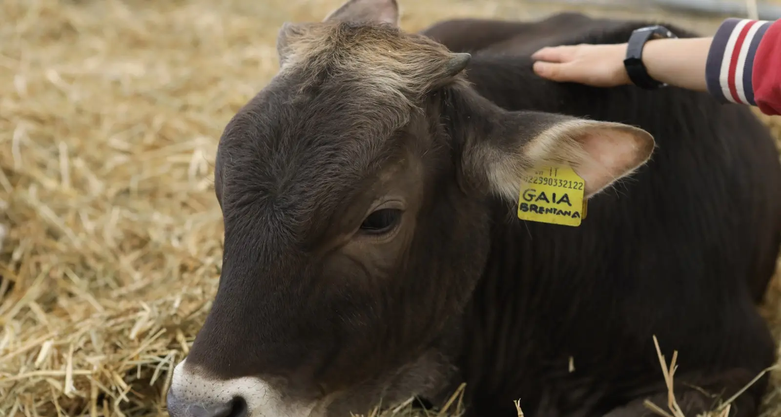 Torna la Fiera di San Giuseppe con la Mostra dell'agricoltura: il 19 e 20 marzo a Trento